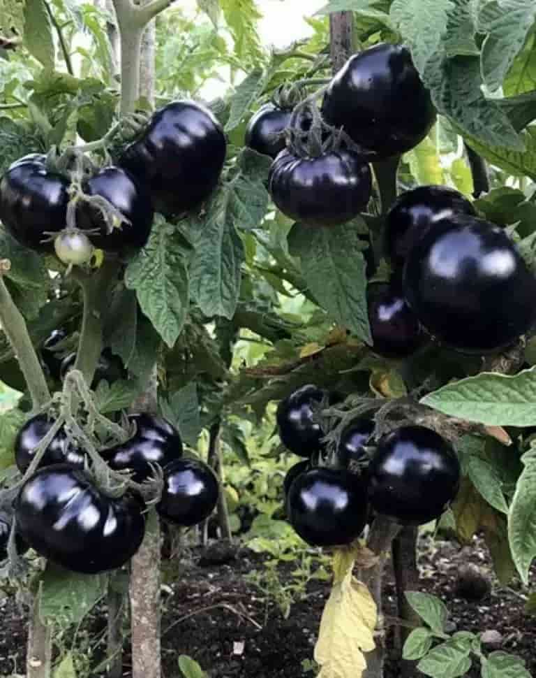 تصویر 1 از نشا گوجه فرنگی سیاه با رشد قوی و کیفیت بالا